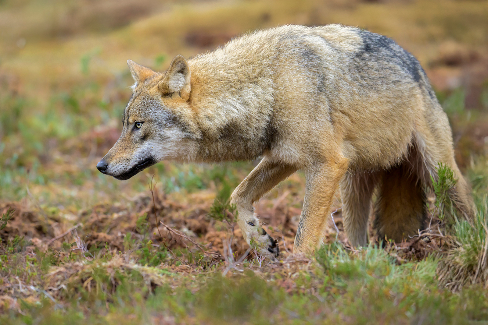 WOLF ON HIGH ALERT FINLAND by Phil Drury